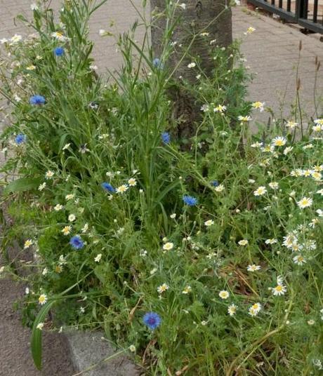 Cornflowers and daisies in tree pit