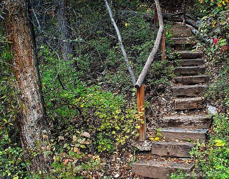 an aged and rustic stairway through an enchanted forest