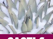 Book Review: Cacti Succulents Cold Climates