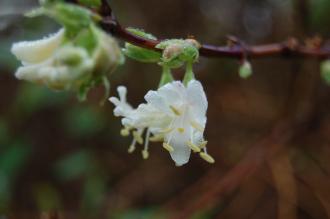 Lonicera fragrantissima Flower (06/01/2013, Kew Gardens, London)