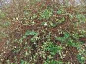 Plant Week: Lonicera Fragrantissima