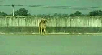 DRAMATIC VIDEO: Heartbroken DOG attempts Suicide!