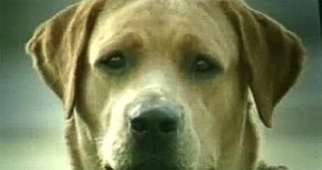 DRAMATIC VIDEO: Heartbroken DOG attempts Suicide!