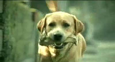 DRAMATIC VIDEO: Heartbroken DOG attempts Suicide!