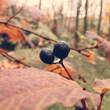 winter berries caught in the rain