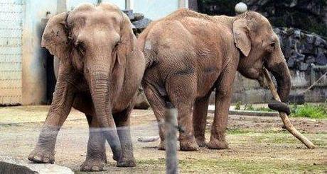 Elephants in France hollande-steps-in-to-save-bardots-elephants