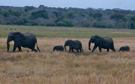Elephant herd, including two newborns in Tembe Elephant Park, South Africa.