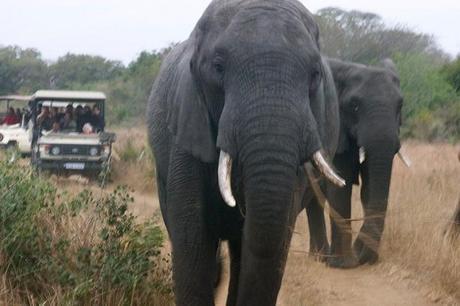 A herd of elephants got very close to our safari jeeps in Tembe Elephant Park, South Africa.