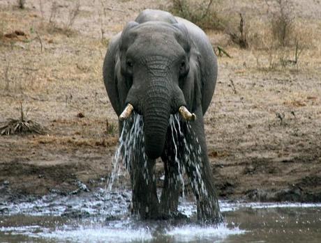 Elephant at watering hole in Tembe Elephant Park, South Africa.
