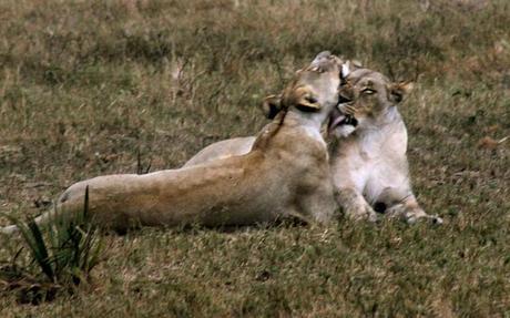Lionesses cleaning in Tembe Elephant Park, South Africa.