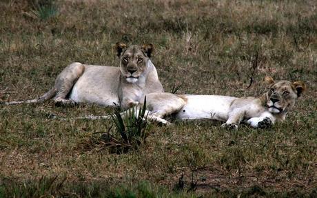 Lions in Tembe Elephant Park, South Africa.