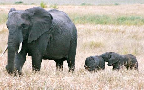 Two three-day old elephant calves in Tembe Elephant Park, South Africa.