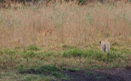 Lioness hunting in Tembe Elephant Park, South Africa.