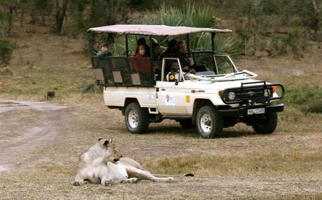 Lioness stalking a safari jeep in Tembe Elephant Park, South Africa.