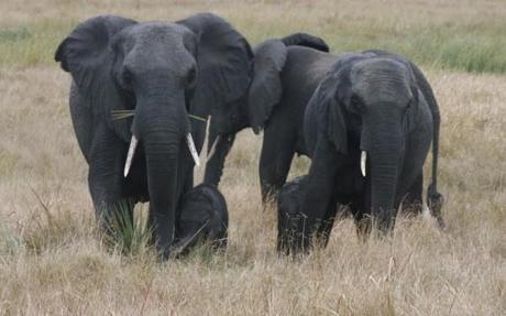 Mother and baby elephants in Tembe Elephant Park, South Africa