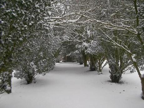 snowy trees snow church photo uk britain england snowy weather