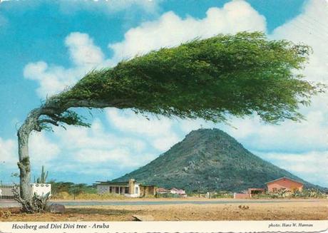 The Divi Divi Tree