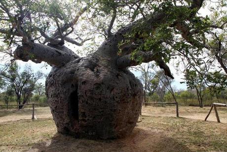 The Boab Prisoner Tree