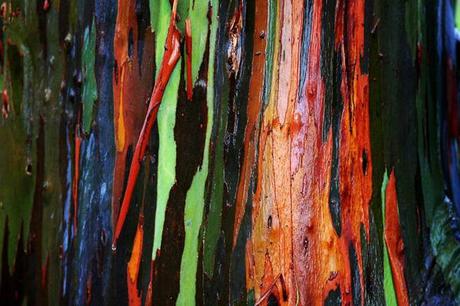 The Rainbow Eucalyptus Tree