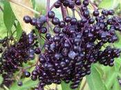 Tinctures Tonics Teas: Elderberry Linden Immune Support Tonic