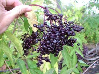 Elderberry_Fruit
