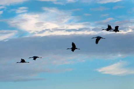 Sandhill-Cranes-Coming-to-the-Prairie-at-Sunset-2
