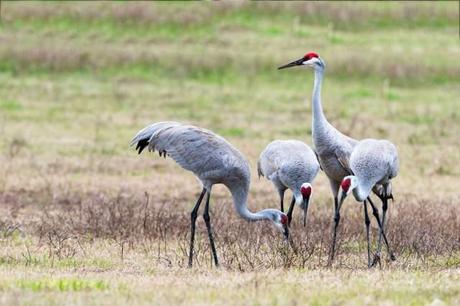Four-Sandhill-Cranes-Feeding-and-One-on-Guard-Duty