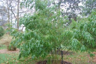 Phyllostachys vivax (06/01/2013, Kew Gardens, London)