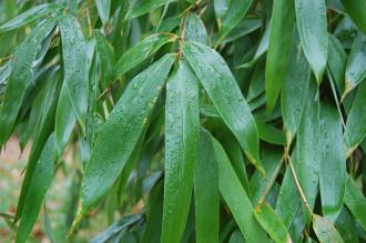 Phyllostachys vivax Leaf (06/01/2013, Kew Gardens, London)