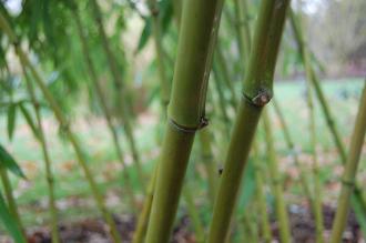 Phyllostachys vivax Cane (06/01/2013, Kew Gardens, London)