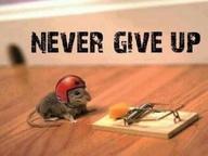 Mouse with helmet on staring at cheese on mousetrap- moral of story is never give up
