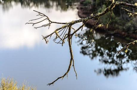 branch in front of glenelg river