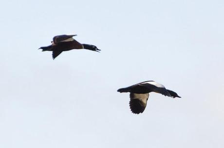 australian shelducks flying