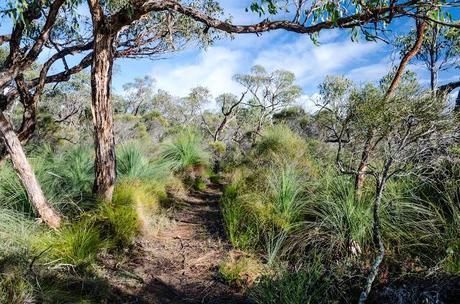 track between grass trees