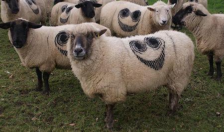 Hundreds Of Sheep Branded With Smiley Face