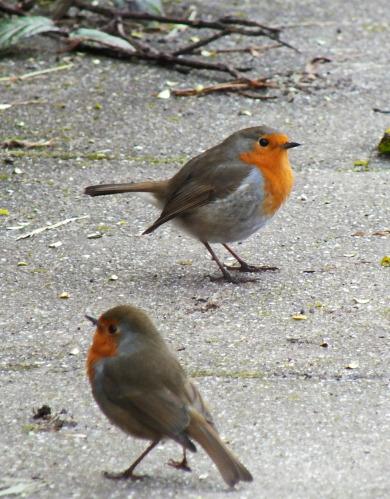 Robins in my garden (photo credit: Amanda Scott)
