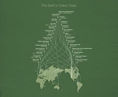 earths-oldest-trees-infographic-Michael-Paukner
