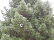 Plant Week: Pinus Coulteri