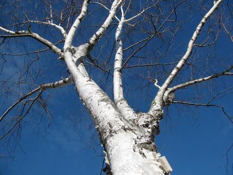 Birch-Tree-in-Winter-Sun-in-Farmingdale-2013