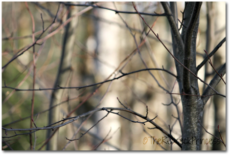 Branches2