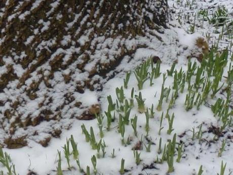 green shoots appear through the snow