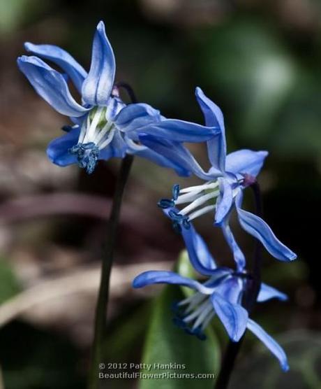 Siberian Squill - scilla siberica