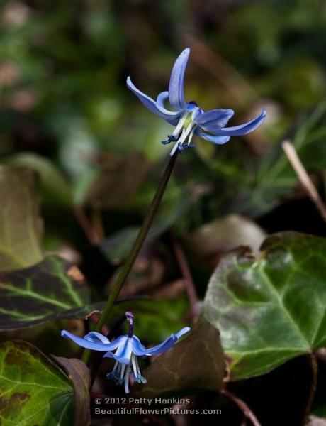 Siberian Squill - scilla siberica