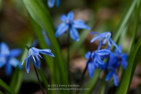 Siberian Squill - scilla siberica