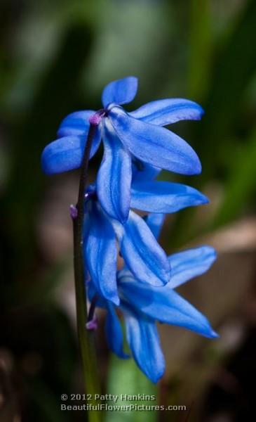 Siberian Squill - scilla siberica