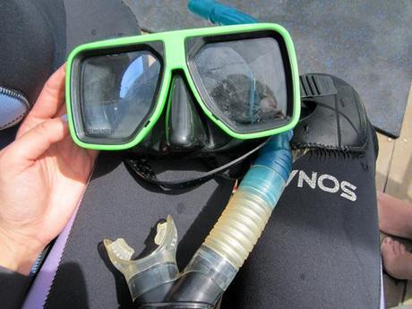 My week in photos – Feat. snorkeling and fluffy creatures Sorrento swimming with dolphins