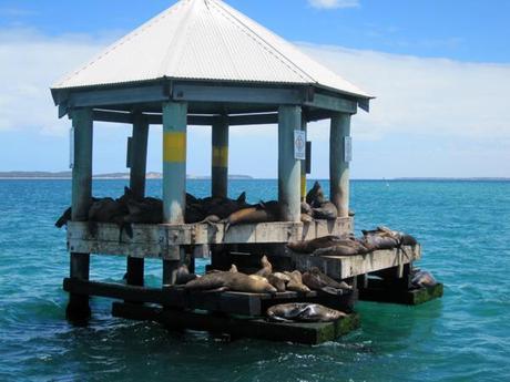 My week in photos – Feat. snorkeling and fluffy creatures Sorrento swimming with seals