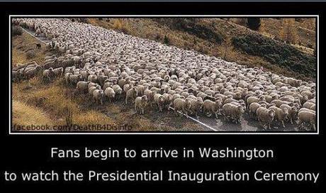 sheeple