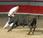 BULLFIGHTING SOUTHERN FRANCE: Course Comarge, Guest Post Gwen Dandridge