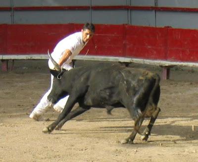 BULLFIGHTING IN SOUTHERN FRANCE: The Course Comarge, Guest Post by Gwen Dandridge